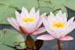 Water lily
