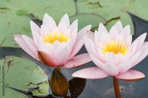 Photo: Water lily Water lily
