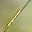 Photo: Sawfly larva (Dolerus ferrugatus ) Sawfly larva (Dolerus ferrugatus )