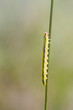 Photo: Sawfly larva (Dolerus ferrugatus ) Sawfly larva (Dolerus ferrugatus )