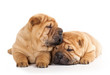 Tvo beautiful sharpei puppies