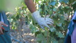 Video: Uvas 15 Uvas 15