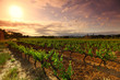 Photo: Orange Sky over Green Vineyard Orange Sky over Green Vineyard