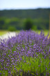 Lavender flowers close up