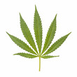 Hemp (cannabis)