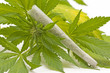 Hemp (cannabis)