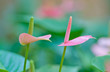 Anthurium