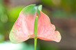 Anthurium