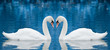 Couple Of Swans
