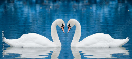Photo: Couple of swans Couple of swans