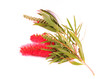 Banksia (Proteaceae) on white background. Australian native flow