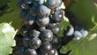 Video: Uvas 16 Uvas 16
