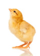 Foto: Little chicken Little chicken