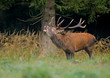 Red deer stag calling during the rut