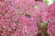 papillon sur massif rose