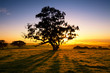 Photo: Meadow Dawn Meadow Dawn