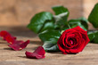 Photo: Rote Rose Rote Rose