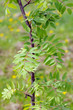 Young Rowan Tree with Green Leaves