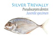Juvenile Silver Trevally
