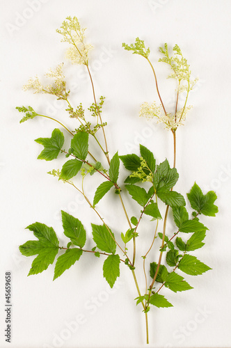 Photo: Spiraea ulmaria / Reine des prés Spiraea ulmaria / Reine des prés