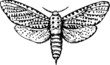 Butterfly with open wings