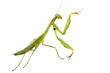 Mante religieuse (Mantis religiosa)