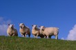 Schaf auf dem Deich