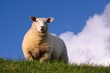 Photo: Schaf auf dem Deich Schaf auf dem Deich