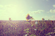 sunflare sunflowers