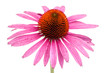 Sonnenhut (Echinacea purpurea) Einzelne Blüte von oben