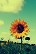 Photo: field sunflower field sunflower