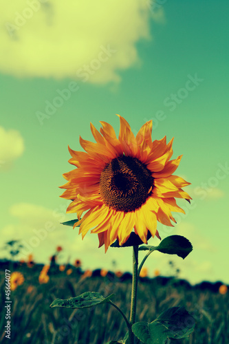 Photo: field sunflower field sunflower