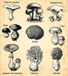 Les Champignons
