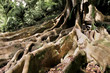 Uralter Ficusbaum - Ancient Ficus Tree