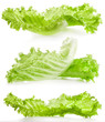 Lettuce isolated on white background