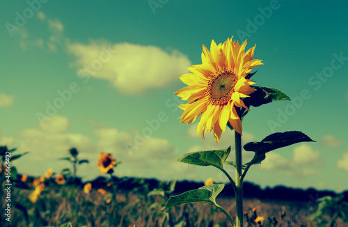 Photo: sunflower field sunflower field