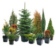 Conifers in containers