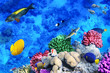 Coral and fish in the Red Sea.Egypt