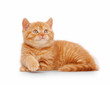 small red british kitten on white background