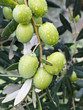 Olive verdi dopo un temporale