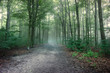 forest fog