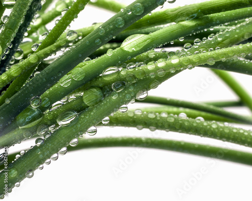 Photo: Chives Chives