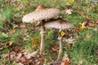 Riesenschirmpilz - Parasol mushroom 19