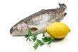 trota salmonata - trout over white background