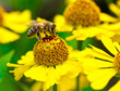 Little Bee Collect Nectar On Y... Little Bee Collect Nectar On Y...