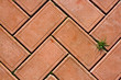 red bricks background with a small  bunch of green grass
