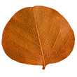 Autumn leaf