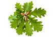 Oak twig with leaves and acorns