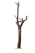 Tree on white background