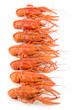 Tasty boiled crayfishes isolated on white